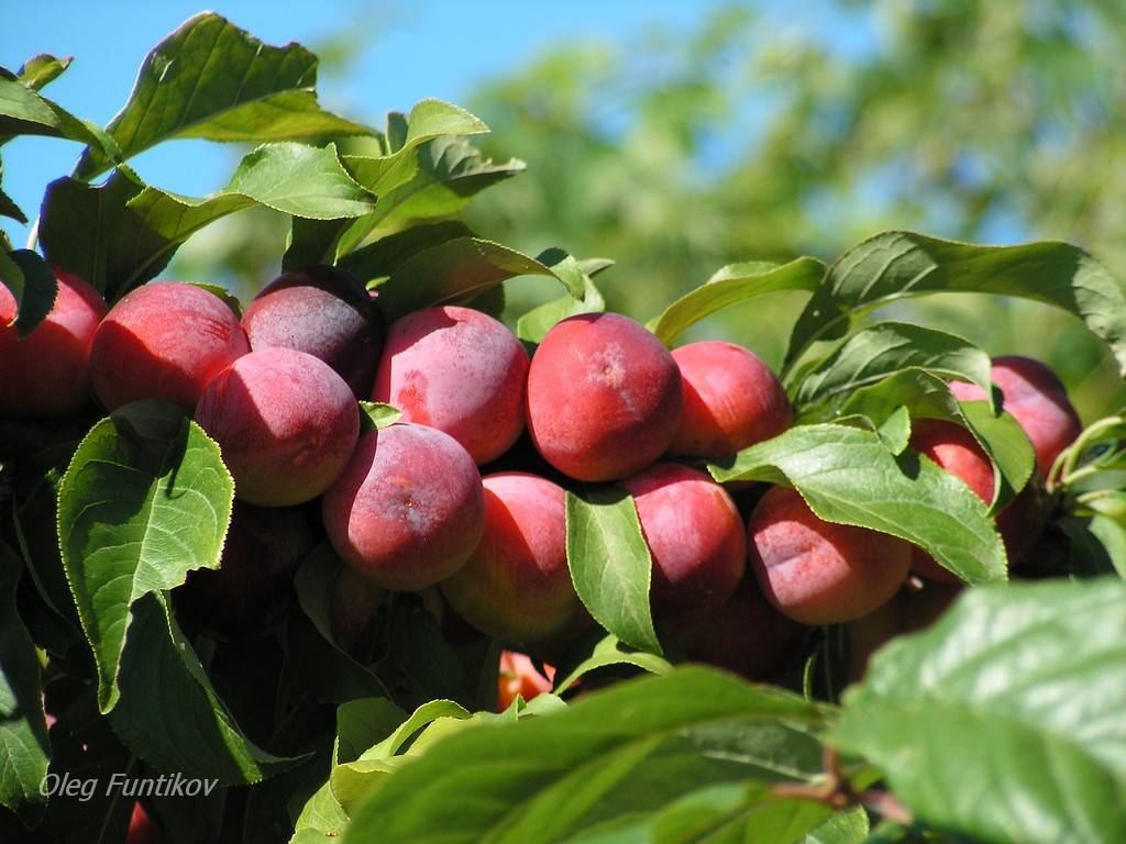Как правильно выбрать саженцы плодовых деревьев: советы начинающим садоводам
