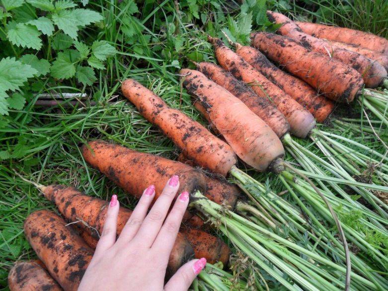 Почему торчит морковка из земли?