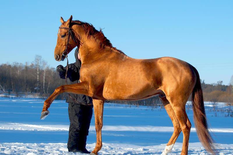 Донская лошадь: особенности разведения и ухода
