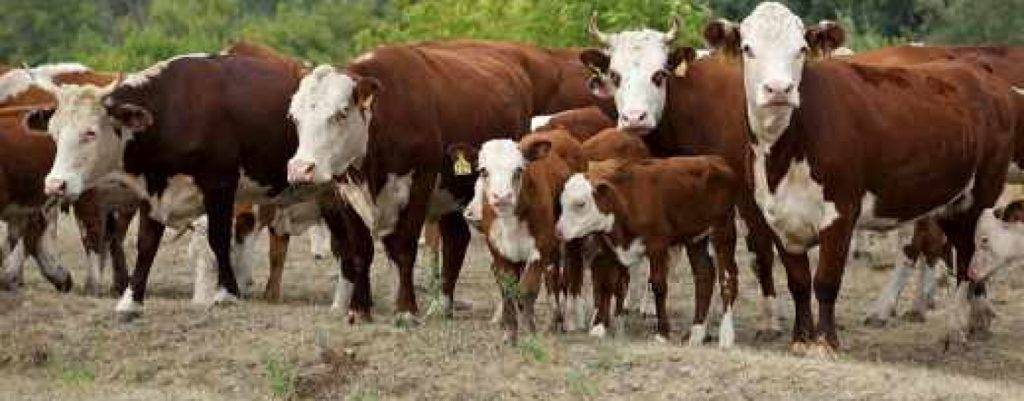 Коровы породы казахская белоголовая как ухаживать и чем кормить в домашних условиях