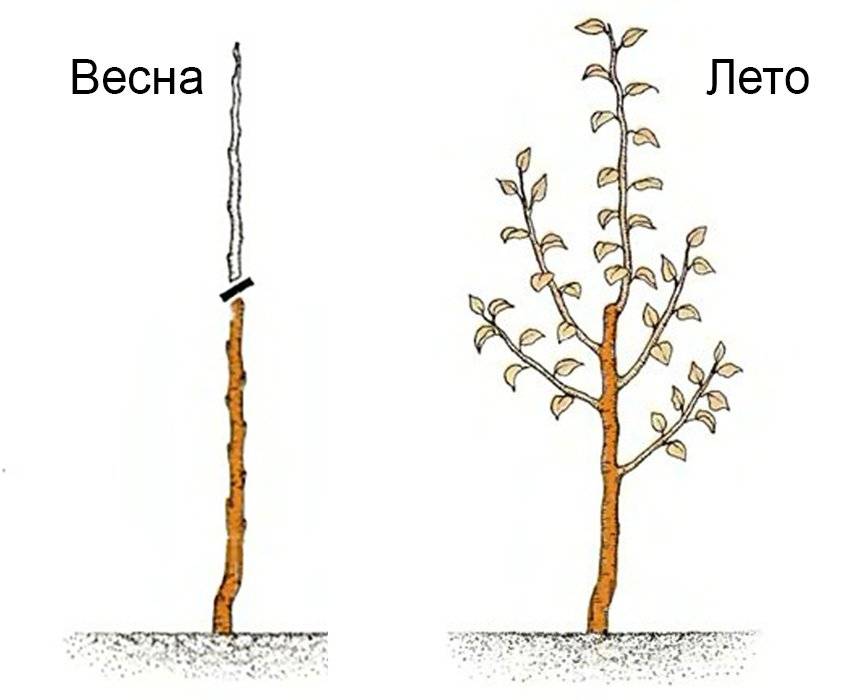 Обрезка колоновидной яблони: схема и правила формирования дерева для начинающих