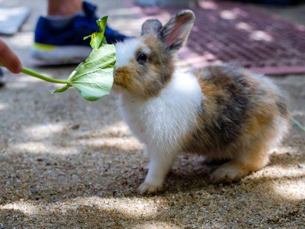 ᐉ можно ли кроликам давать лопухи? - zooon.ru