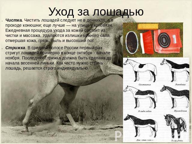 ᐉ содержание и уход за лошадьми в домашних условиях - zooon.ru