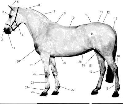 О копытах лошади: строение, формы и размеры копыт лошади