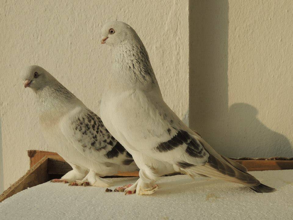 Турецкие голуби такла: фото, описание породы — selok.info