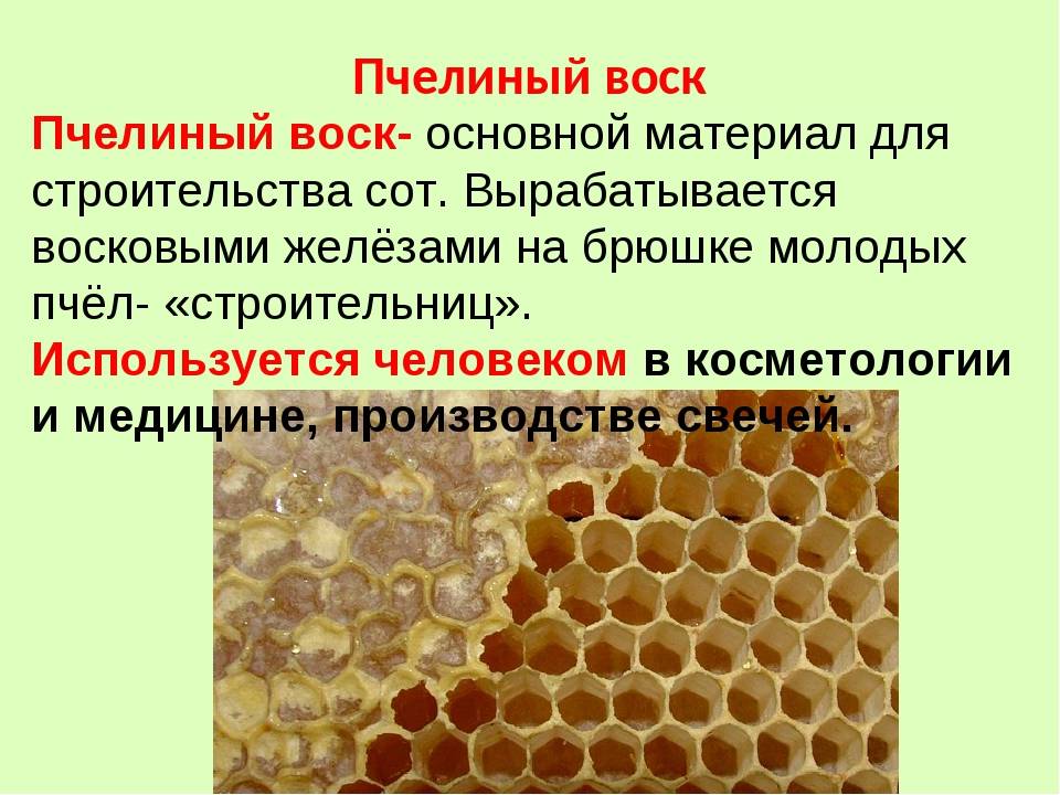 Как пчелы строят соты и делают мед?