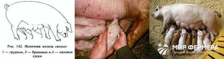 Кормление лактирующих свиноматок