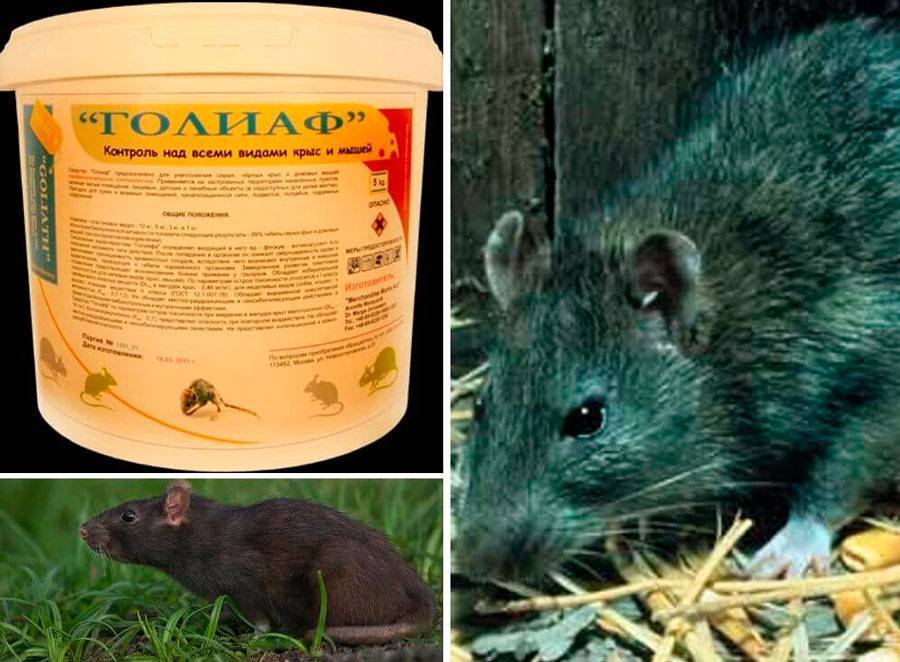 Как избавиться от крыс в курятнике или сарае с помощью народных или химических средств, а также отпугивания