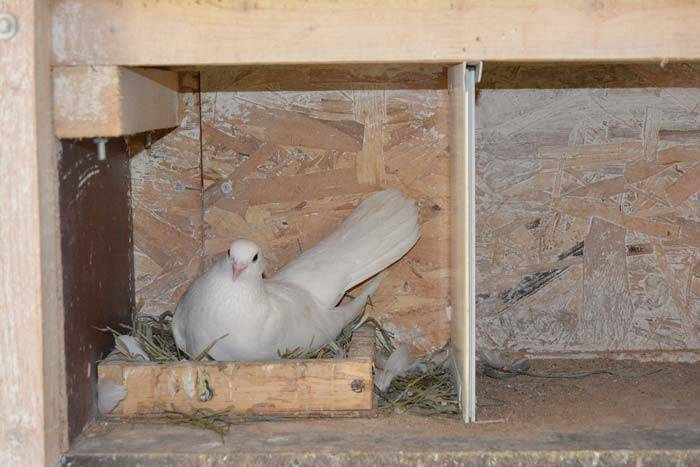 Как спариваются голуби: анатомический процесс размножения :: syl.ru