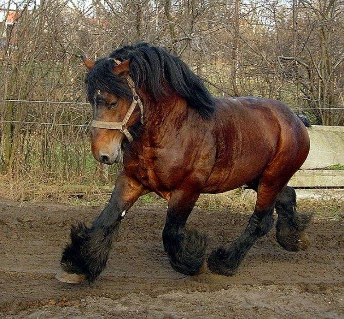 Русские породы лошадей: фото, какие разводят в россии?