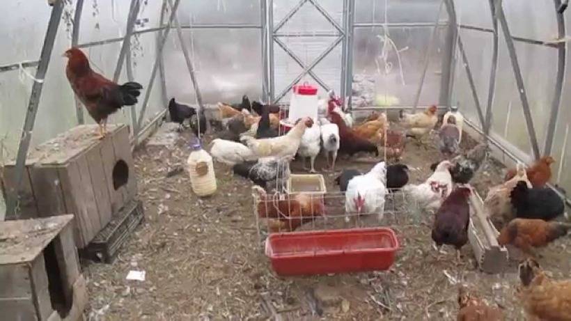 Содержание кур: советы по выбору условий и нормы выращивания кур (видео и 95 фото)