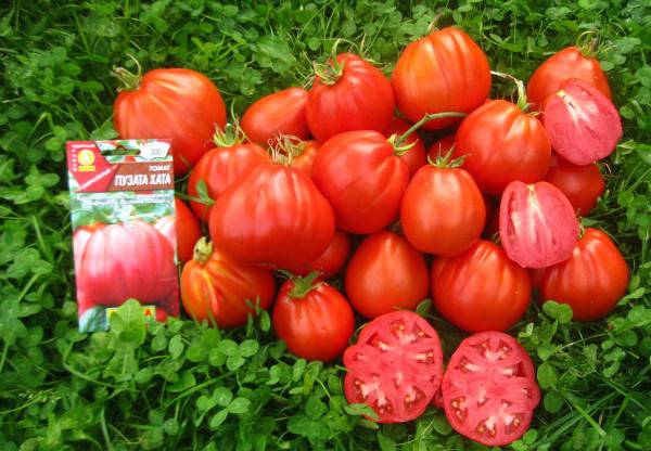 Томат пузата хата: описание, характеристика и урожайность сорта + особенности выращивания, отзывы огородников о помидоре