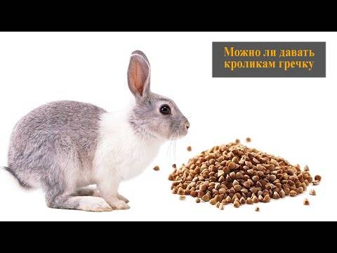Что нужно знать о кормлении кроликов