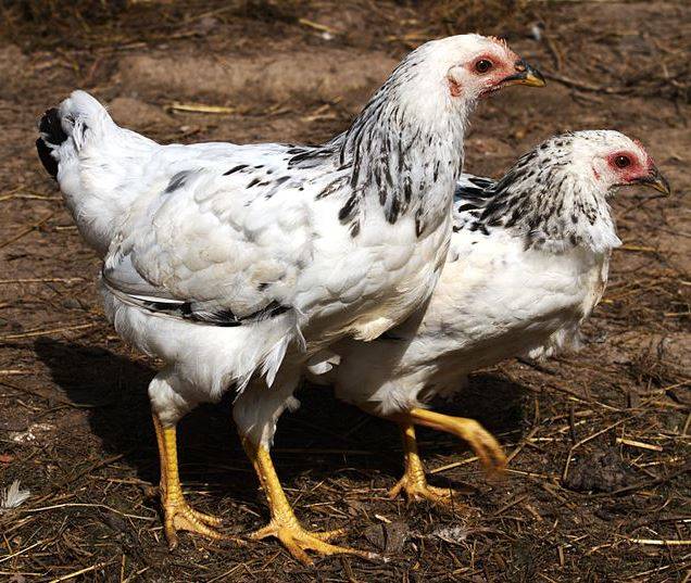 Адлерская серебристая порода домашних кур