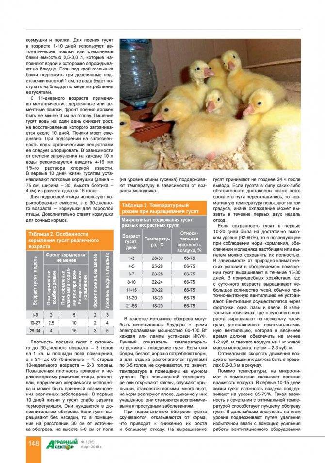 ᐉ чем кормить гусят в первые дни в домашних условиях? - zooon.ru