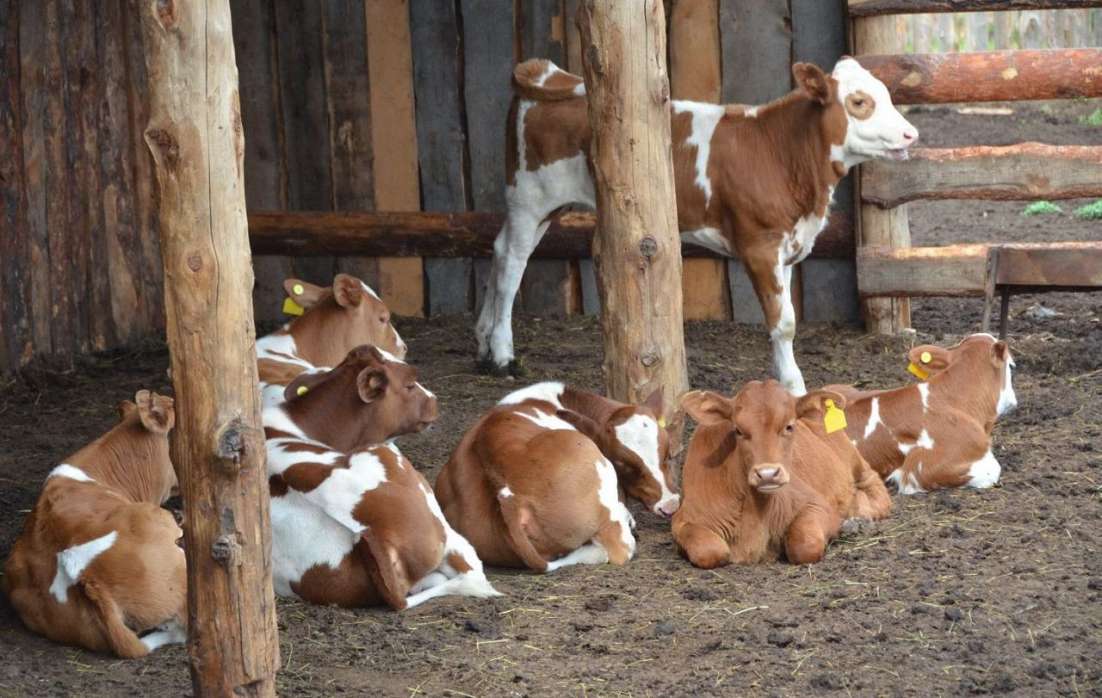 Разведение крупного рогатого скота: требования и оборудование для содержания
