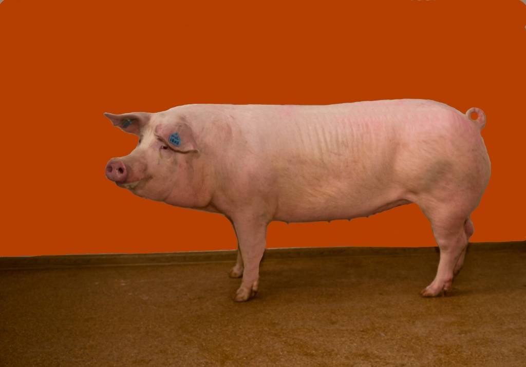 Порода поросят ландрас: описание вида, преимущества и недостатки, уход за свиньями