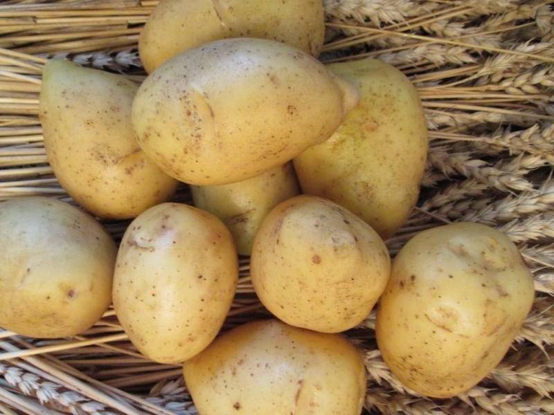 Картофель гала — характеристика сорта, отзывы, вкусовые качества