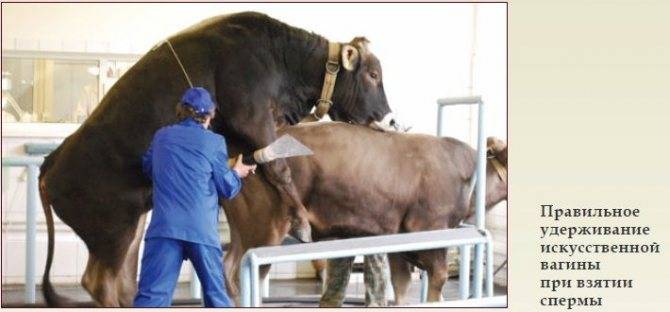 Как выбрать быка для искусственного осеменения коров