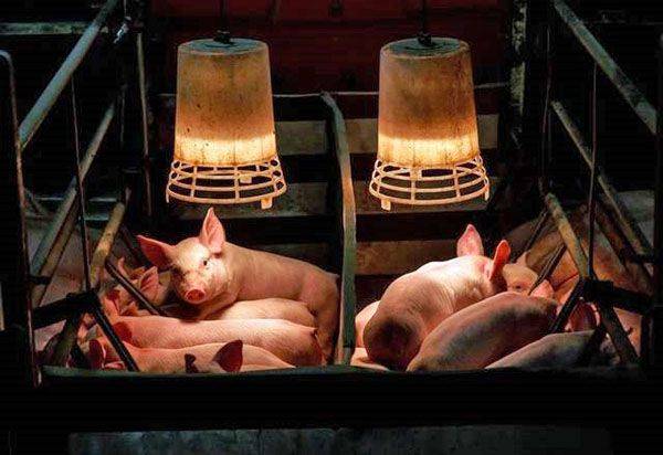 Как заняться свиноводством в домашних условиях, частное строительство свинофермы, начать свиноводчество
