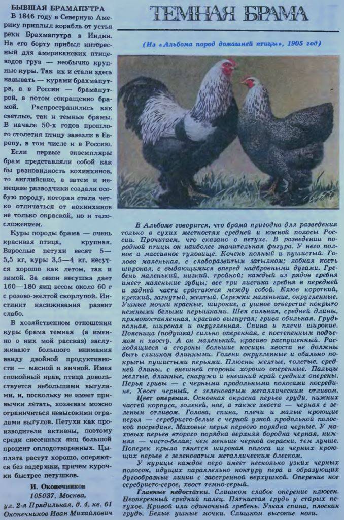 ᐉ московская чёрная порода кур: описание с фото, характеристика - zooon.ru