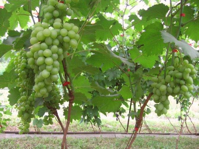 Виноград супер экстра – очередной гибрид