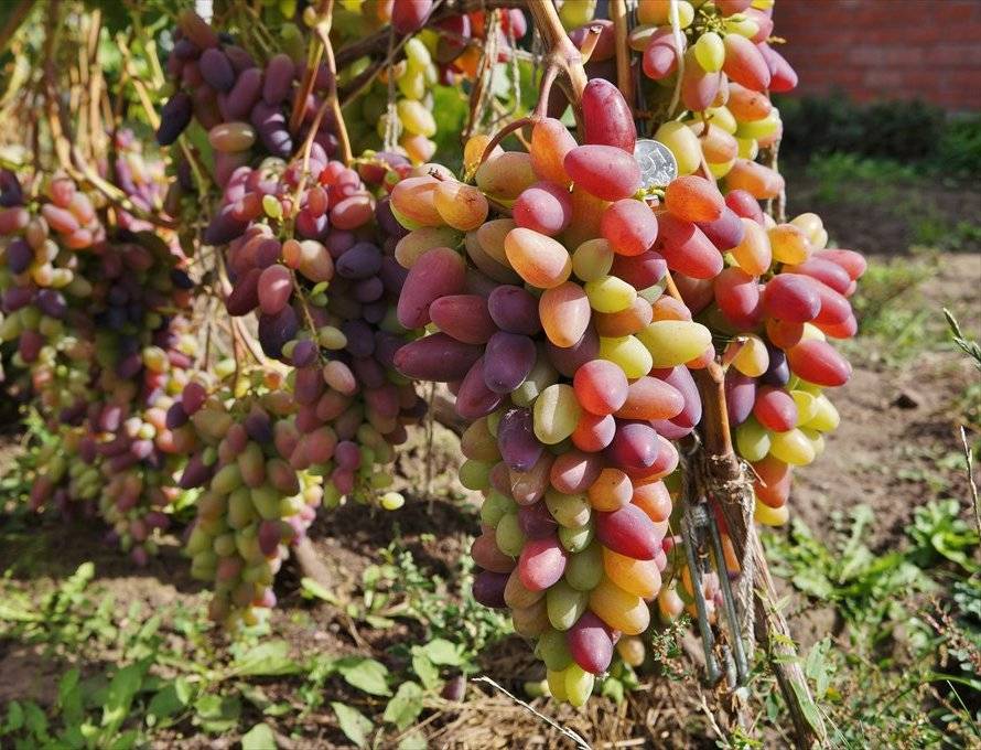 Виноград преображение: описание сорта, фото, особенности посадки и ухода, сроки созревания + регионы для выращивания