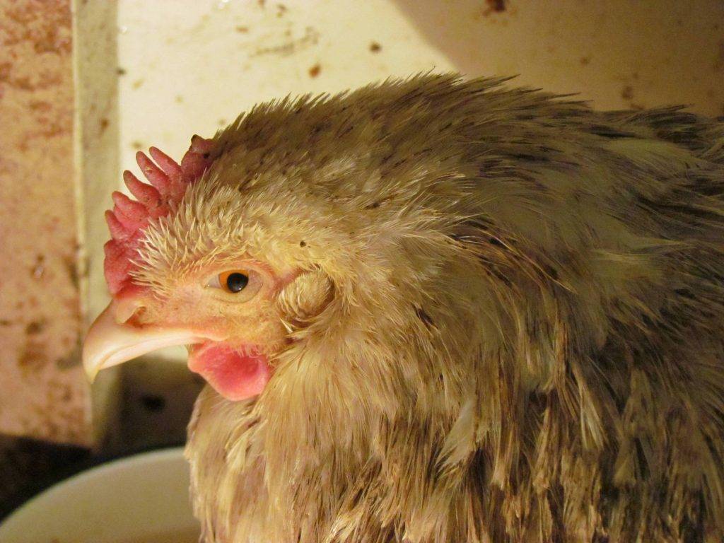 Как вылечить опухший глаз у курицы