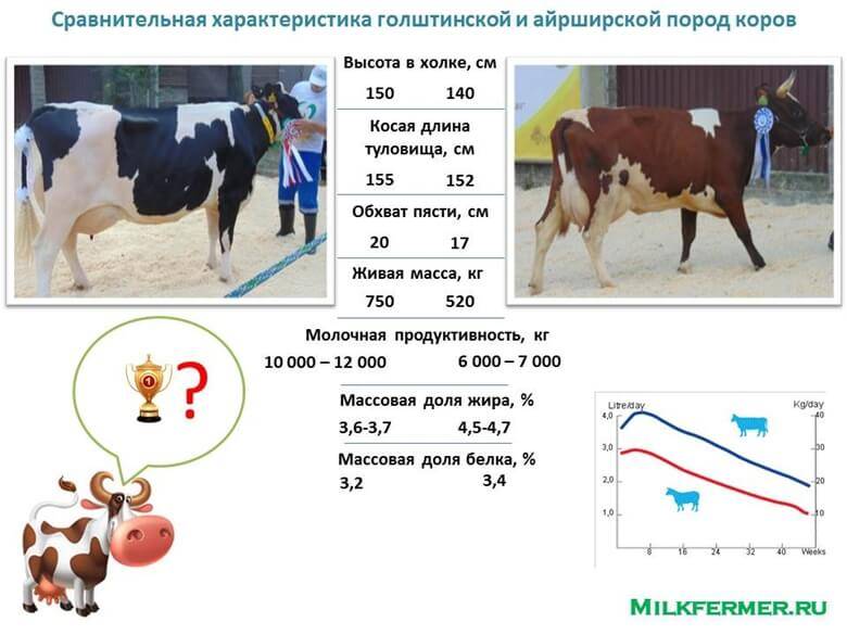 Сколько весит корова, таблица измерения веса крупного рогатого скота, как узнать вес быка без весов