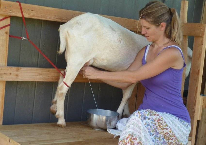 Как доить козу руками в домашних условиях правильно? видео как раздоить козу