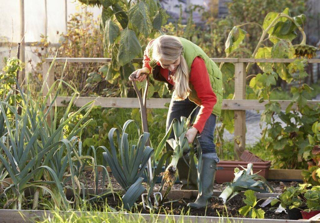 Работы в саду и огороде в августе – полезные советы «зеленой грядки» по основным вопросам — agroxxi