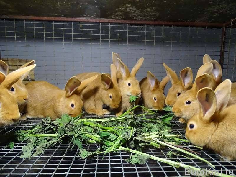 Каким зерном кормить кроликов - особенности правильного рациона