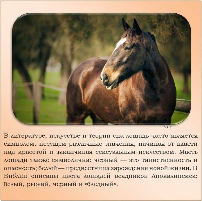 Все интересные факты о лошадях