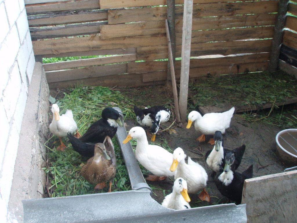 Разведение гусей в домашних условиях | cельхозпортал