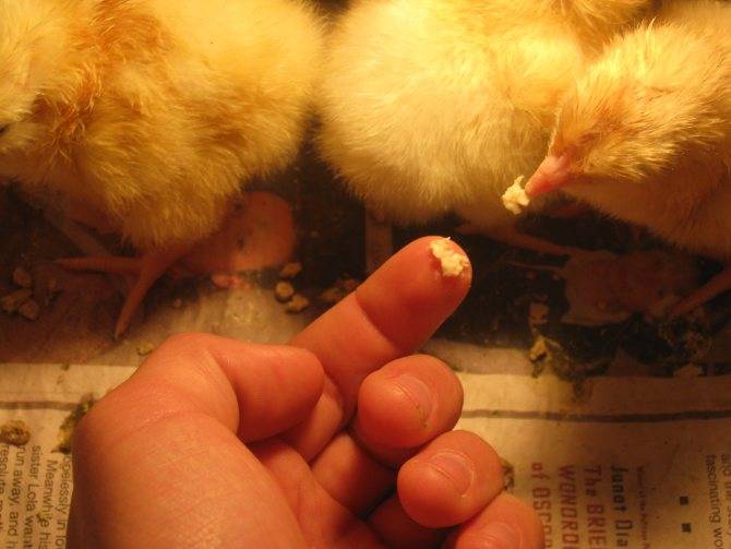 Почему не растут и не набирает вес цыплята - причины и что делать