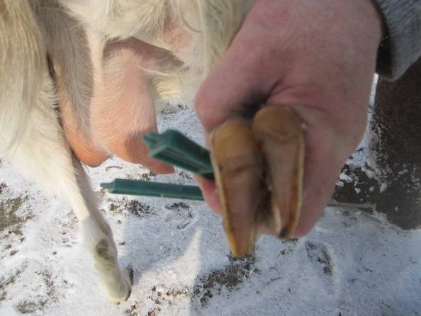 Правильная обрезка копыт у коз. описание с фото и видео