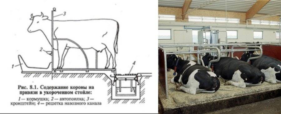 Повышение удоя молока у коровы: основные правила, особенности составления рациона