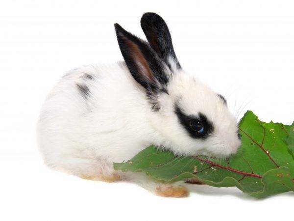 Можно ли давать кроликам ботву свеклы или нет