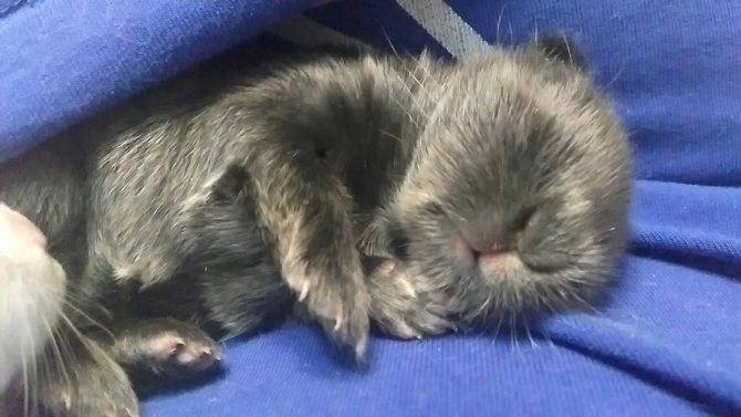 Как спят кролики: с открытыми глазами или закрытыми, особенности и продолжительность