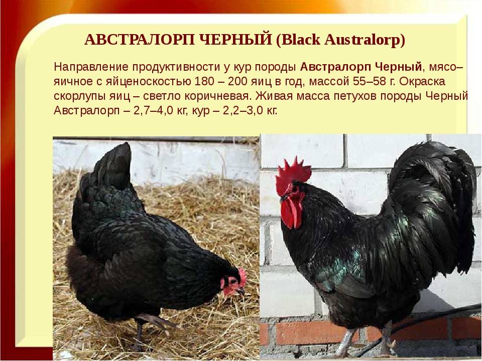 Описание стандартов породы кур австралорп: черный, черно-пестрый, белый
