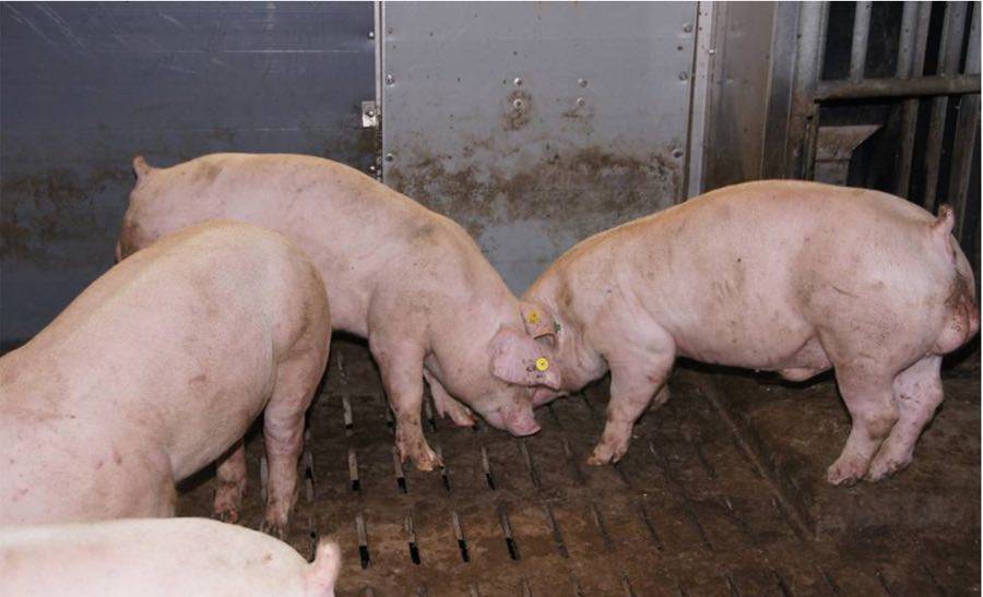 Чем и как правильно кормить поросят и свиней: кормление в домашних условиях