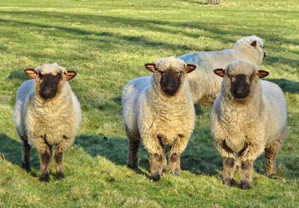Происхождение породы овец тексель, преимущества и недостатки
