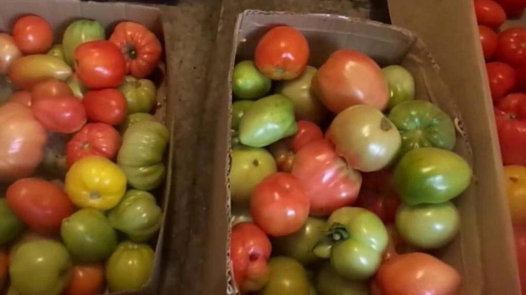 Зеленые томаты: даем им дозреть в домашних условиях