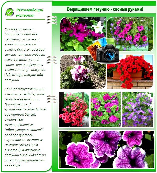 Рассада в феврале: точные даты посева цветов и овощей на рассаду в феврале 2021 года на supersadovnik.ru