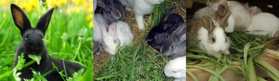 Ботва моркови кроликам: можно ли давать и как правильно кормить ею питомцев?