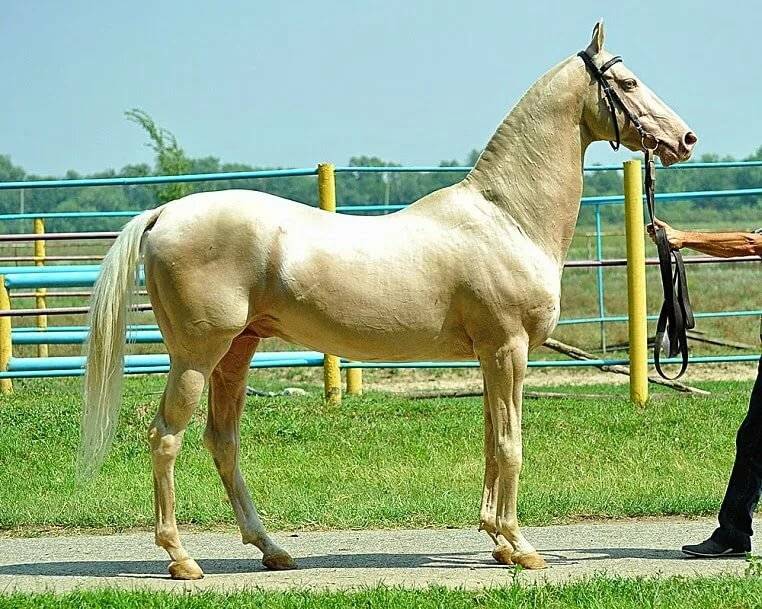 Ахалтекинская лошадь (ахалтекинцы): фото, масти, характеристика породы