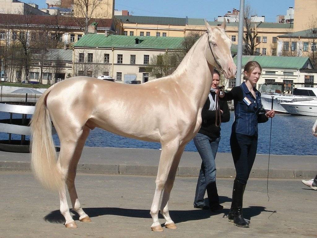 Самая дорогая порода лошадей в мире, критерии выбора по назначению