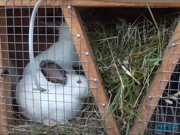 Как держать кроликов в клетках