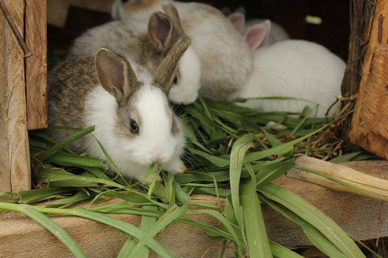Каким зерном кормить кроликов - особенности правильного рациона
