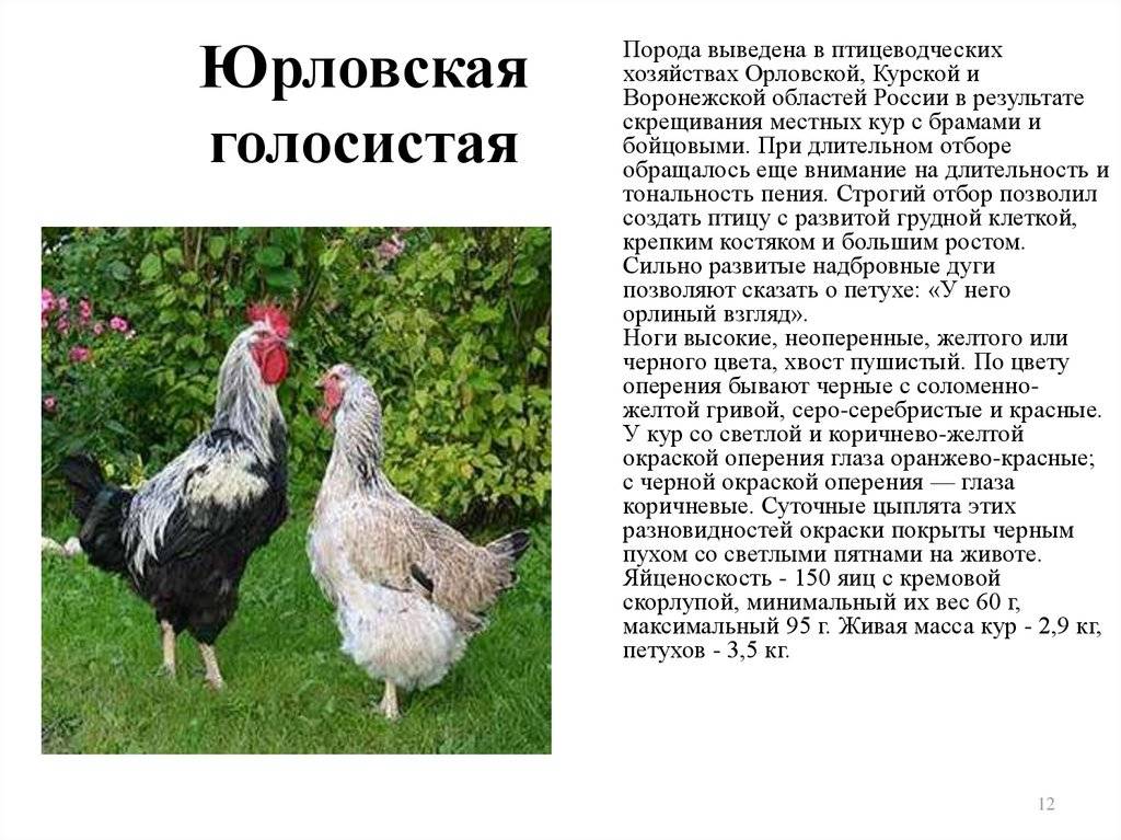 Описание юрловской голосистой породы кур с фото ее представителей